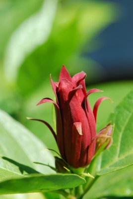 Calycanthus floridus - sazaník květnatý - květ